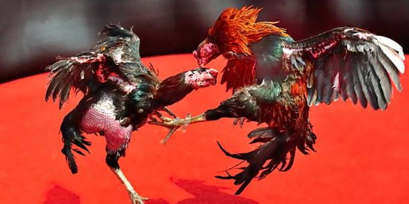 Các cửa cược hấp dẫn
