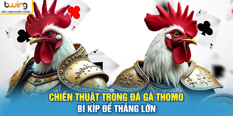 Chiến thuật trong Đá gà Thomo – Bí kíp để thắng lớn