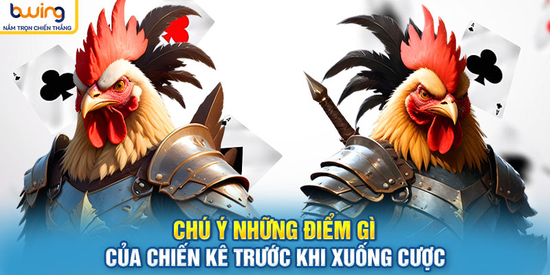 Chú ý những điểm gì của chiến kê trước khi xuống cược