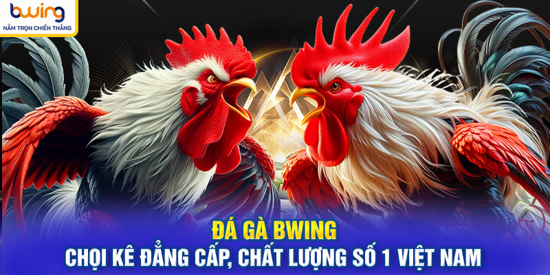 Đá Gà BWING - Chọi Kê Đẳng Cấp, Chất Lượng Số 1 Việt Nam
