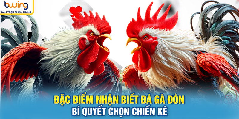 Đặc điểm nhận biết Đá gà đòn – Bí quyết chọn chiến kê