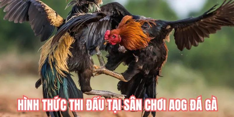 Một số hình thức chọi gà AOG được ưa chuộng
