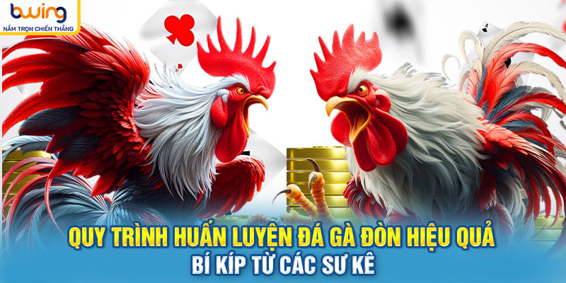 Quy trình huấn luyện Đá gà đòn hiệu quả – Bí kíp từ các sư kê