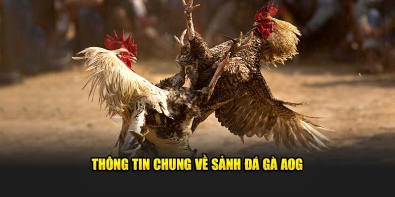 Tổng quan về sân chơi AOG đá gà BWING
