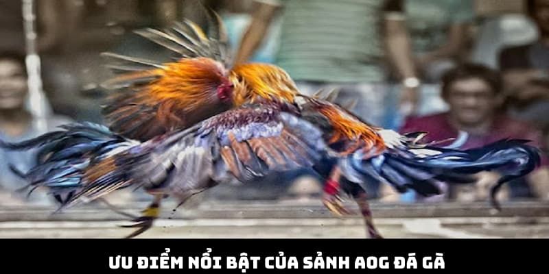 Ưu điểm nổi bật từ sân chơi đá gà AOG BWING